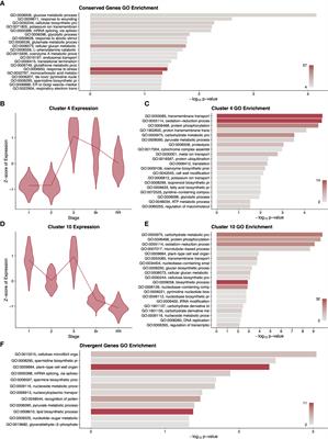 Multispecies transcriptomes reveal core fruit development genes